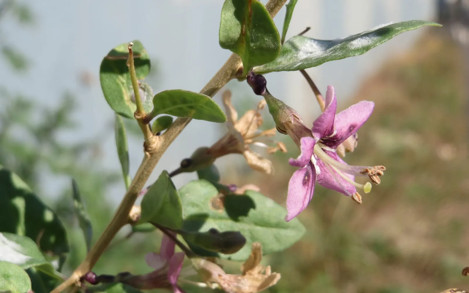A purple star-shaped Chinese wolfberry flower on a slender stem