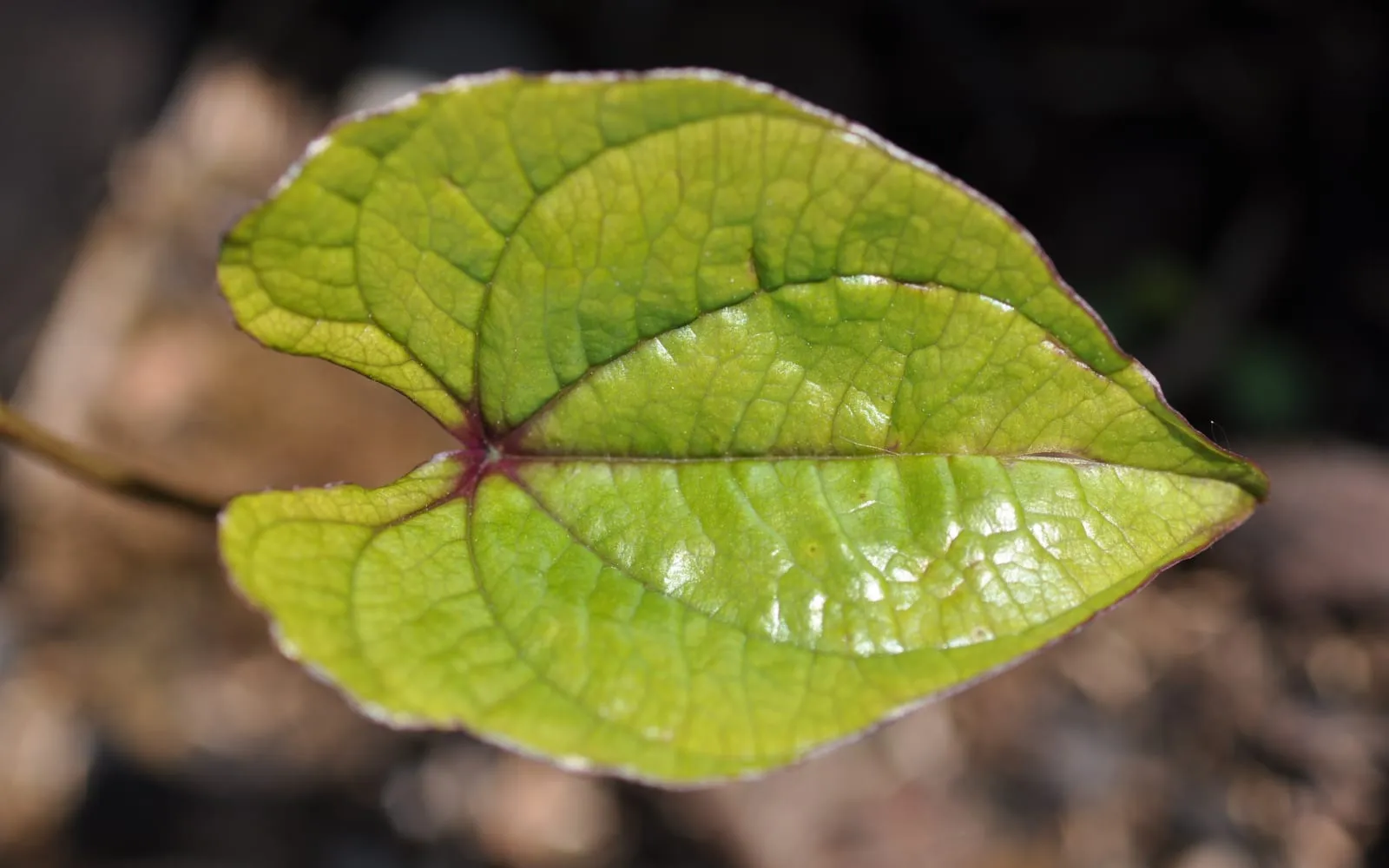 A single arrow-shaped Chinese yam leaf with a deeply notched base and veins running to the tip
