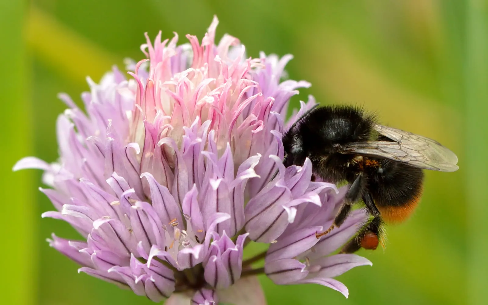 Purple-pink chive flower heads with a bumblebee feeding on one