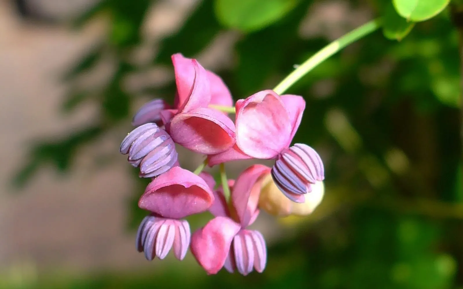 Deep maroon chocolate vine flowers in a cluster, with smaller purple-striped male flowers around a larger female flower