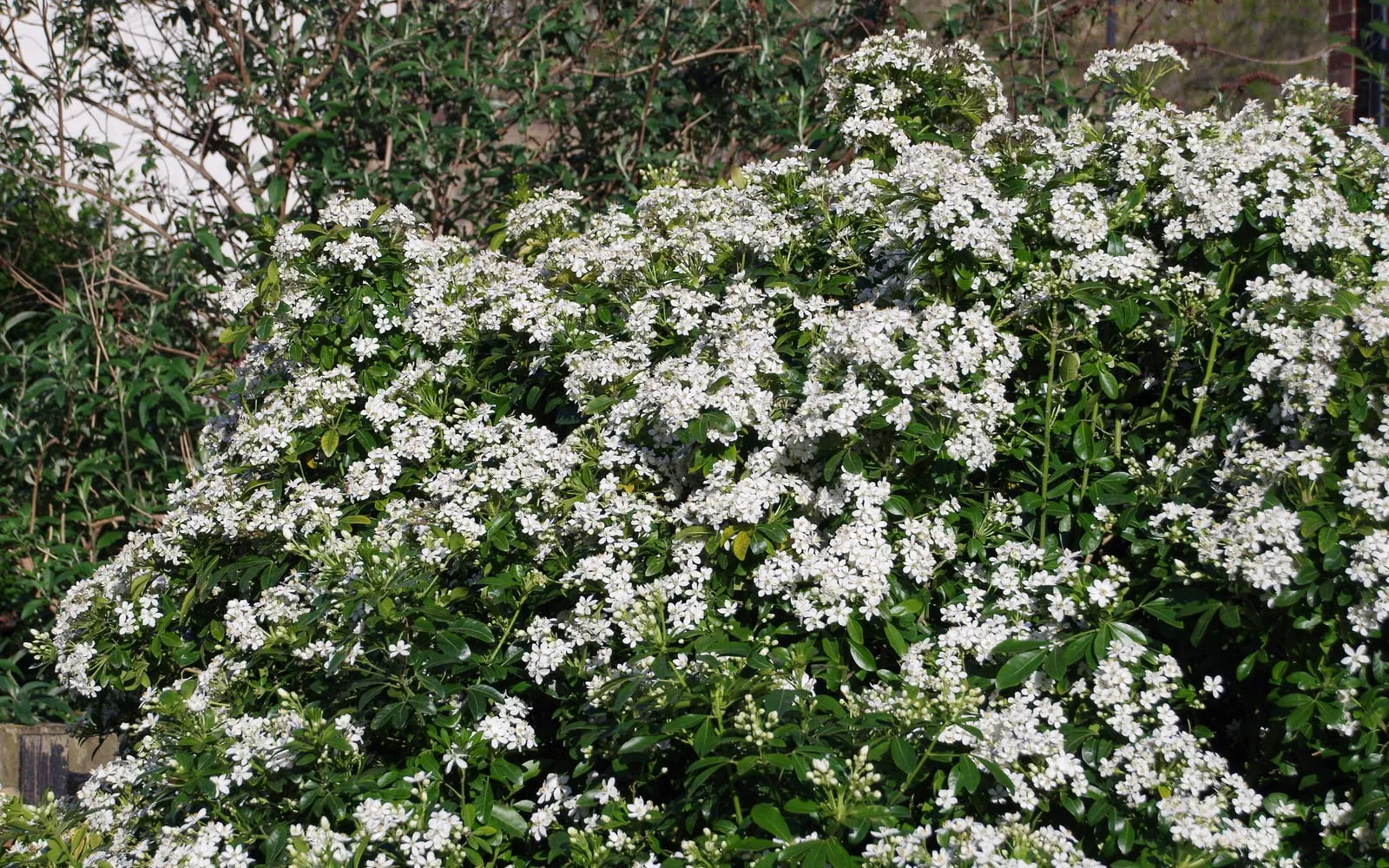 A large evergreen choisya shrub covered in clusters of white five-petalled flowers above glossy dark green leaves