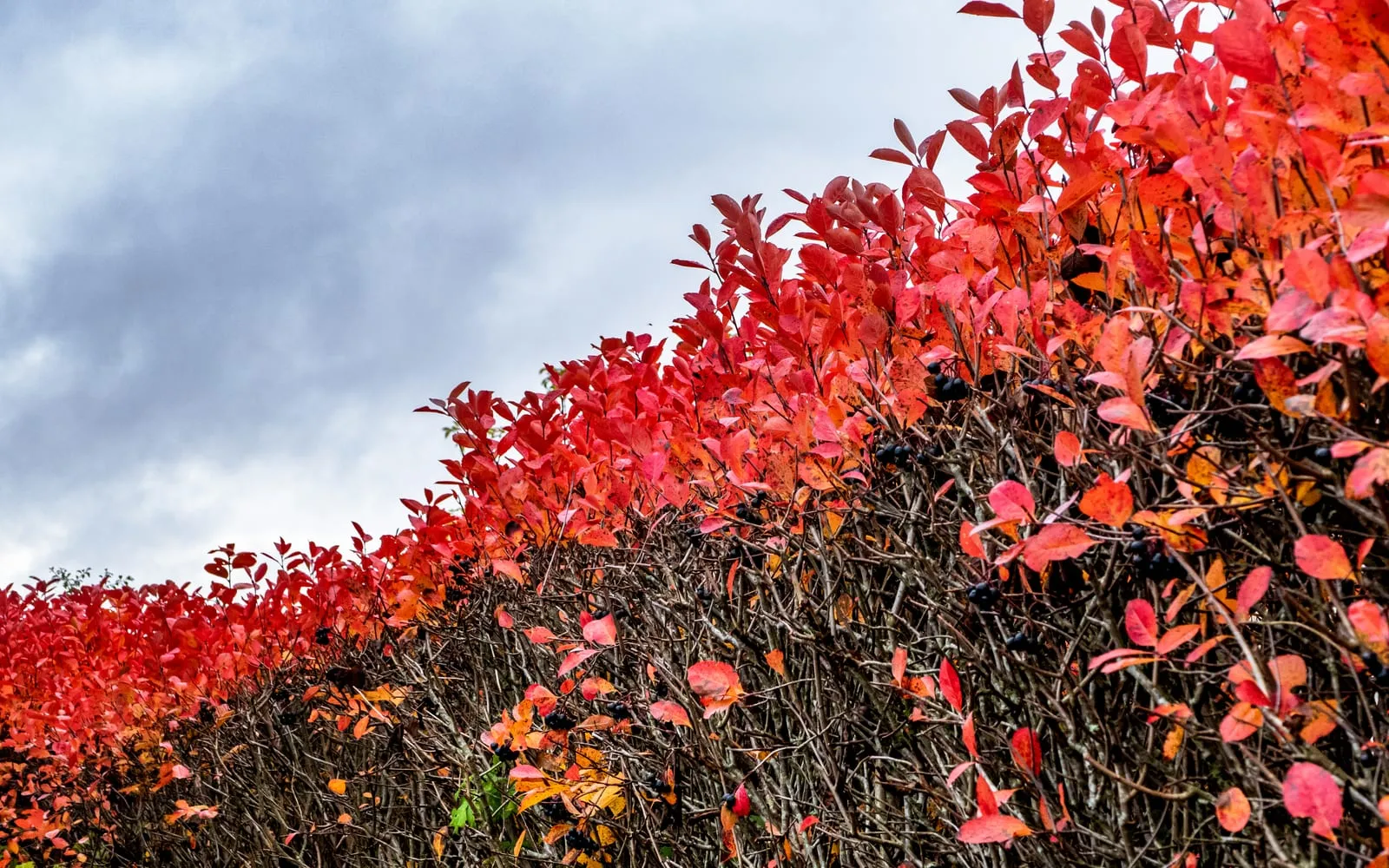 A chokeberry hedge in scarlet autumn colour carrying black berries