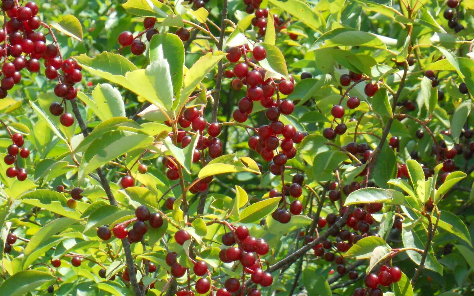 Clusters of chokecherry fruit ripening from bright red to near-black among finely toothed green leaves