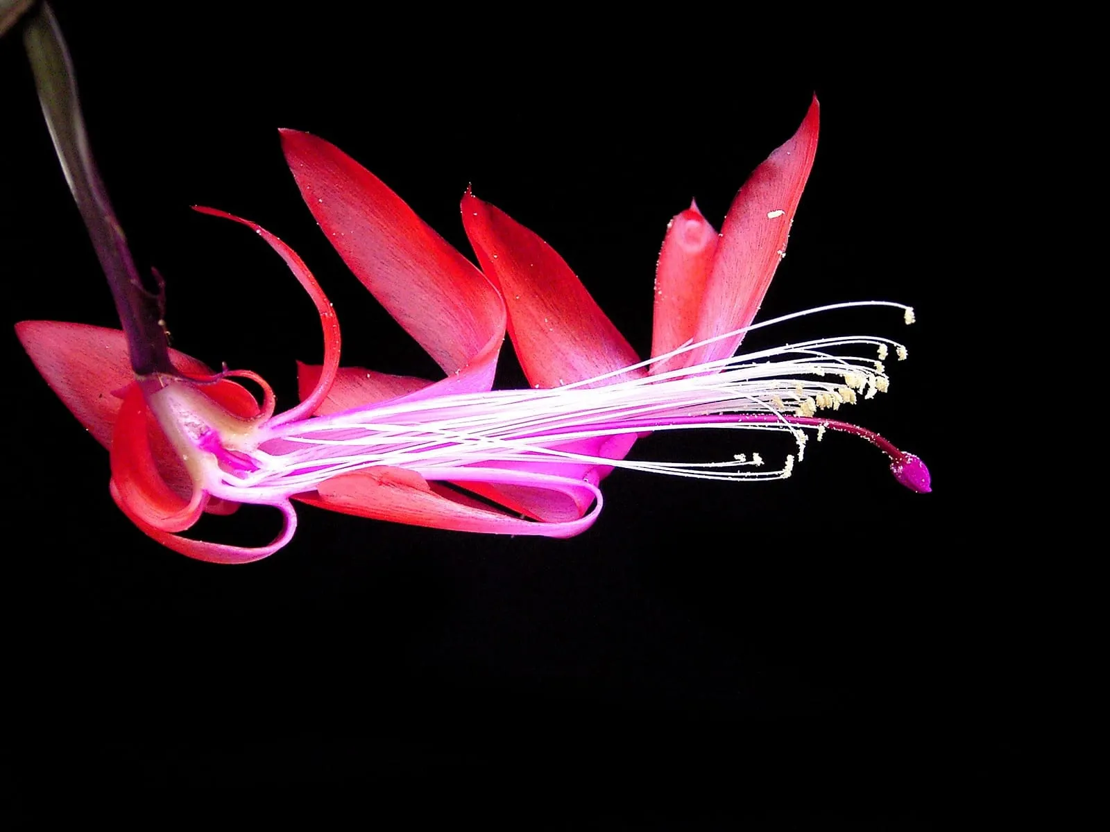 A Christmas cactus in flower, with flattened toothed stem segments and tubular pink flowers hanging from the tips
