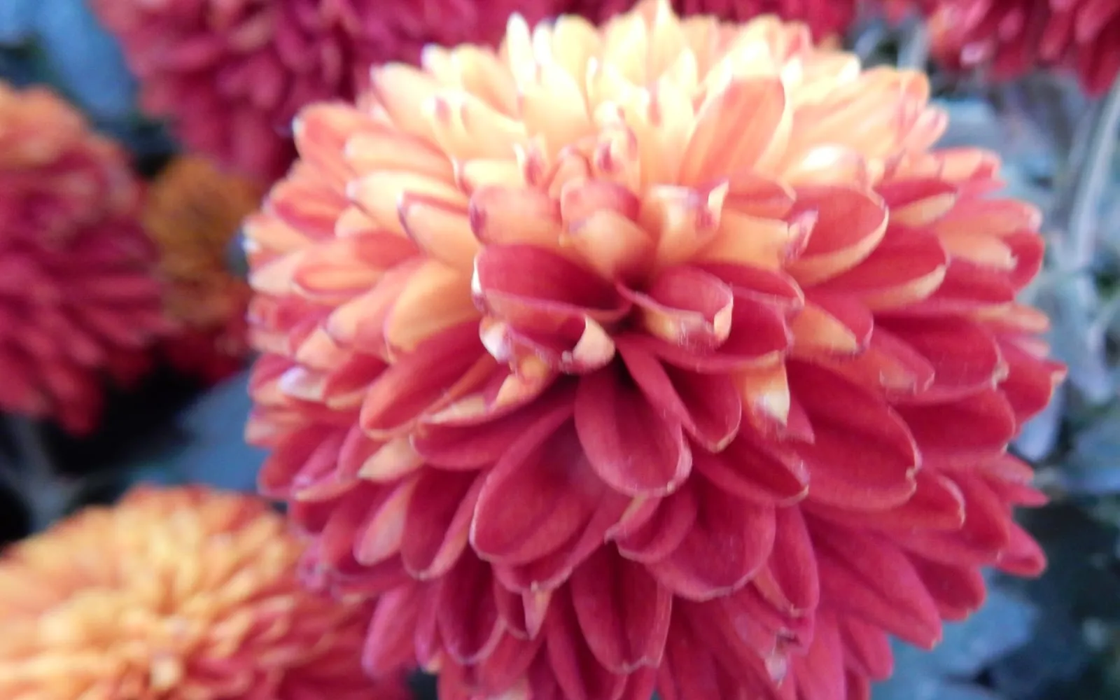 Chrysanthemum flowers in dense layered form at a botanical garden