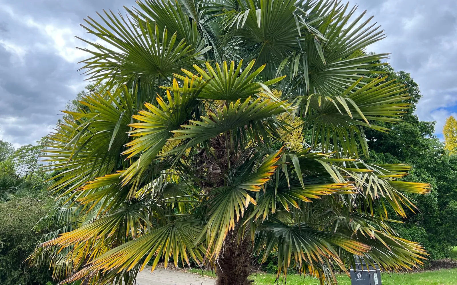 A mature chusan palm with a full rounded crown of fan-shaped fronds, its fibrous trunk and small yellow flower clusters visible at the centre