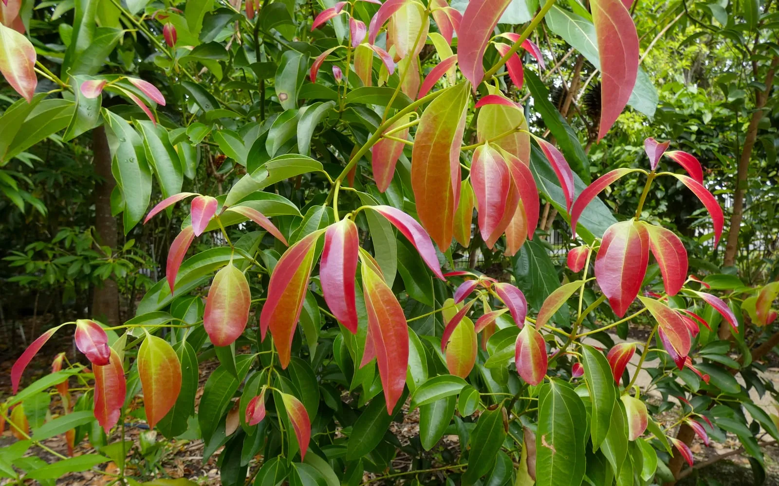 A cinnamon tree flushing bright red on the new growth among mature green leaves