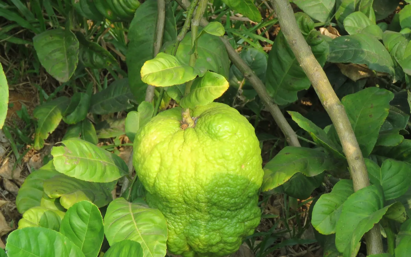 A knobbly ridged citron fruit on the plant