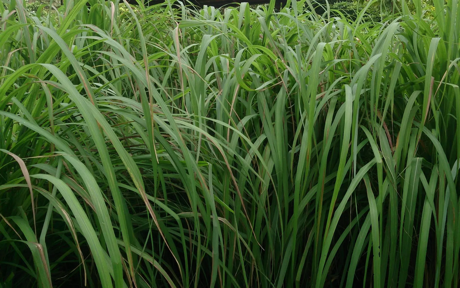 A tall stand of citronella grass with long narrow arching leaves