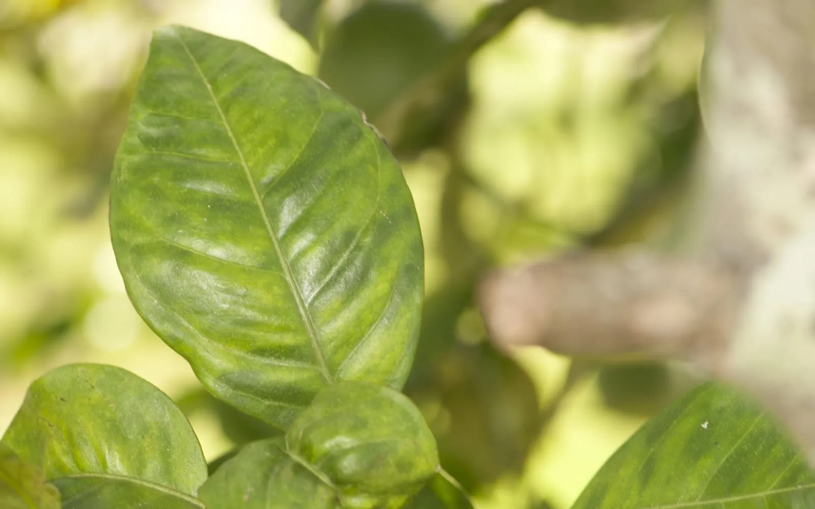 A citrus leaf patched with irregular yellow blotches that do not match on either side of the midrib