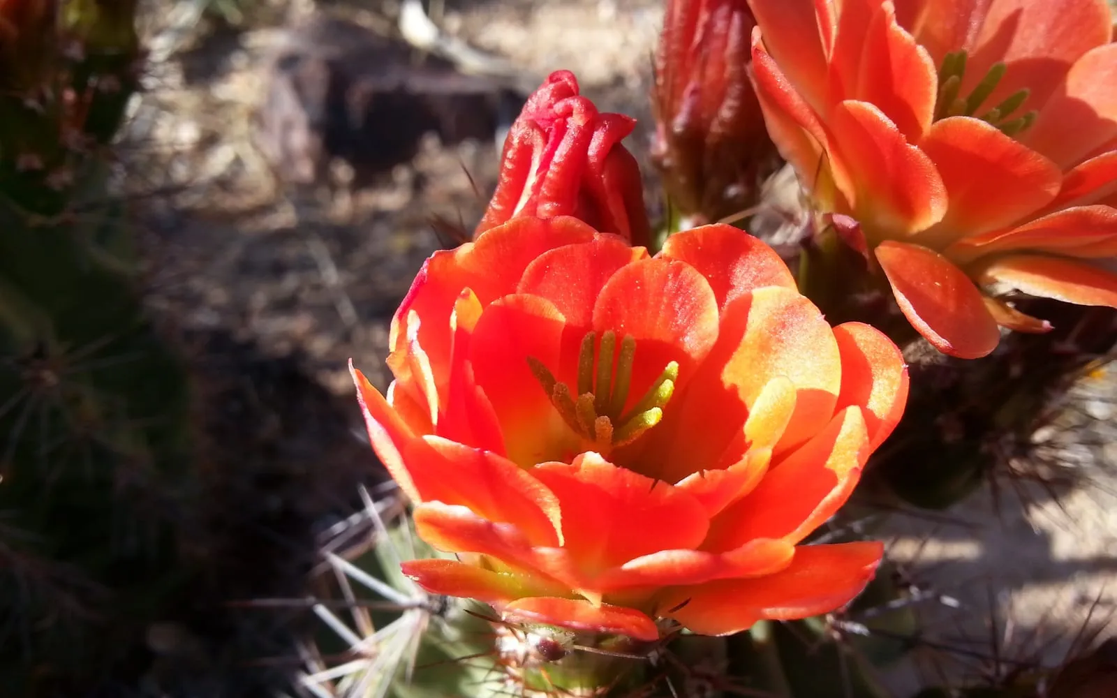 Brilliant scarlet-orange claret cup cactus flowers with a green centre, opening on spiny cylindrical stems