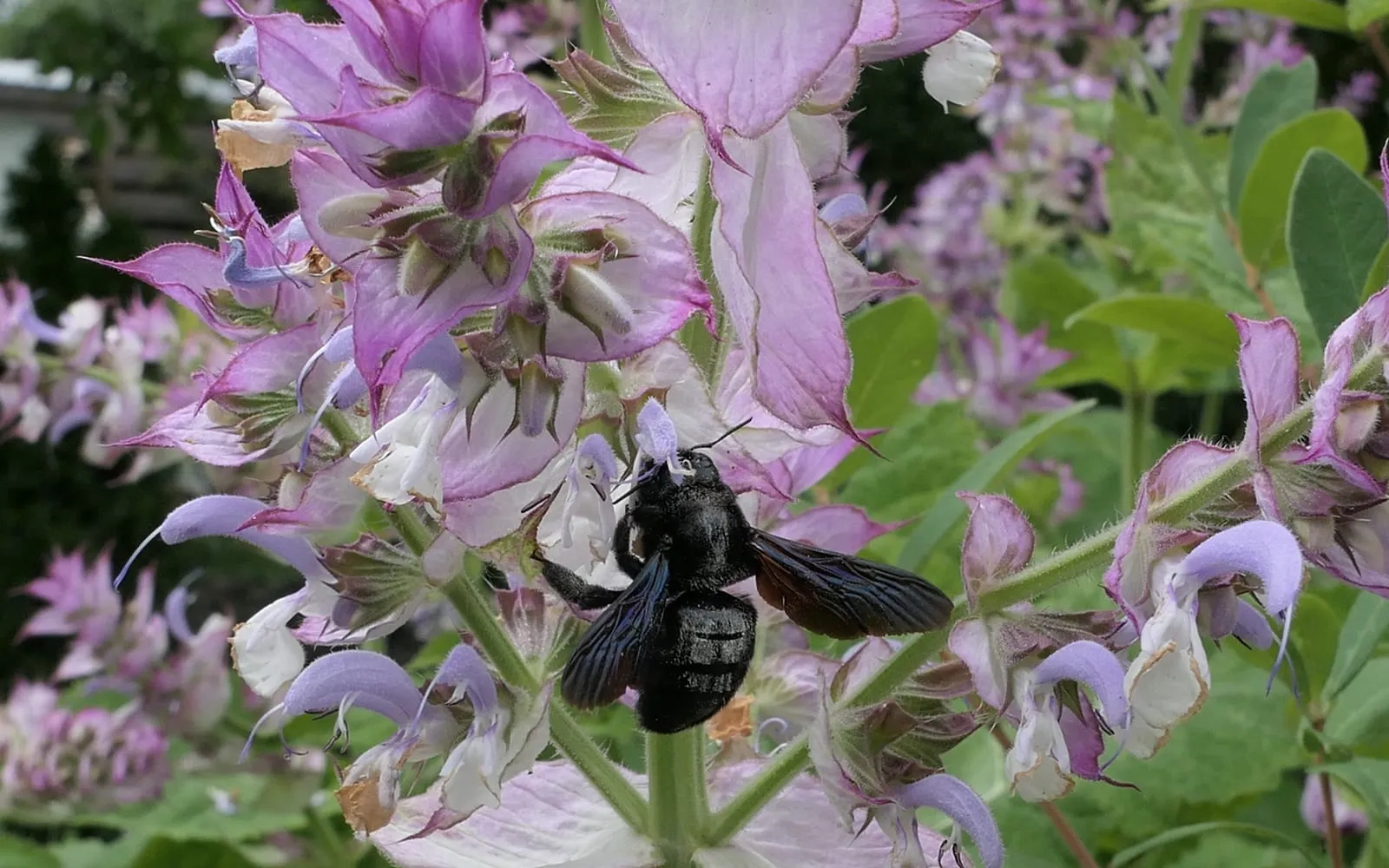 A carpenter bee on clary sage, the pale flowers set among pink papery bracts