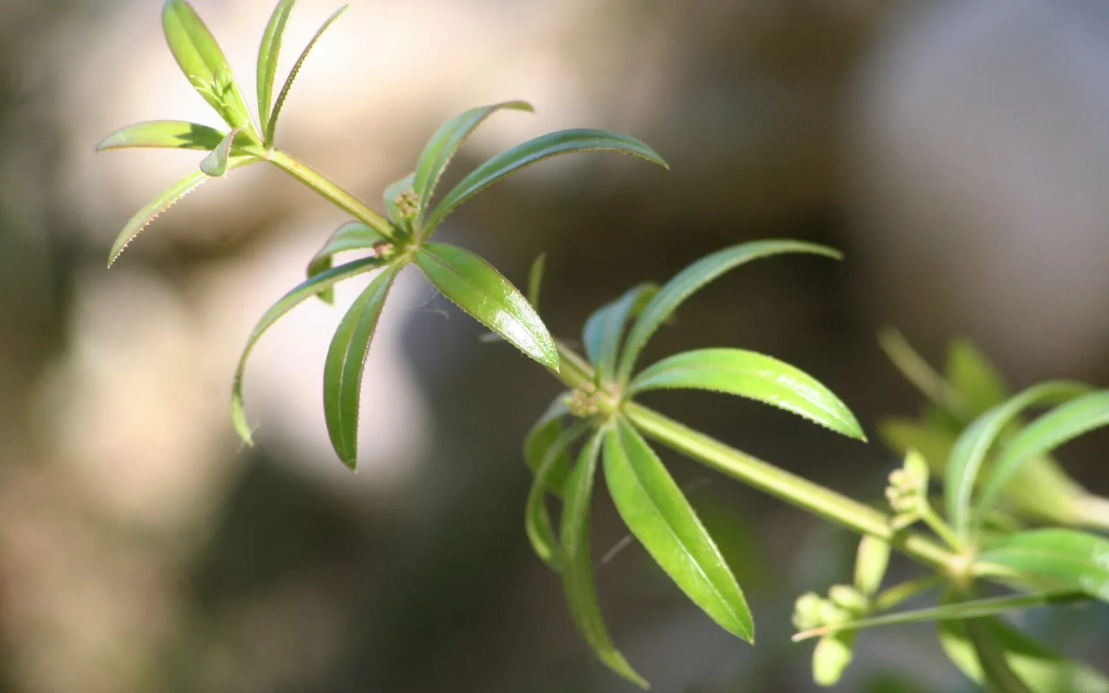 Whorls of narrow cleavers leaves around a square stem, each edged with fine hooked bristles