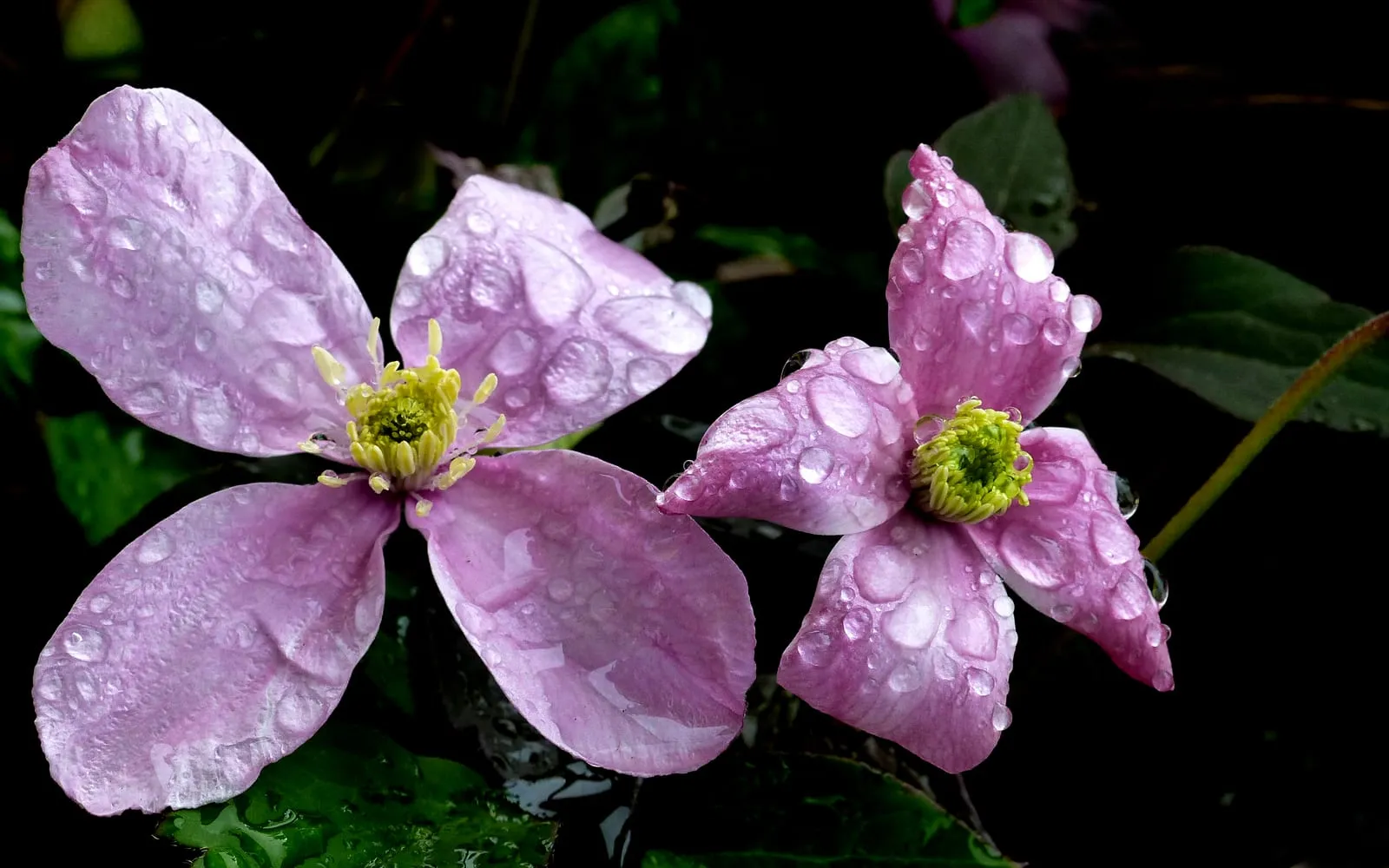 Two pink clematis montana flowers beaded with rain, each with four broad tepals around a boss of pale yellow stamens