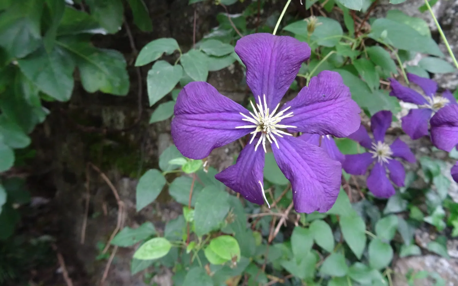 A nodding purple Clematis viticella flower with four recurved sepals around pale stamens