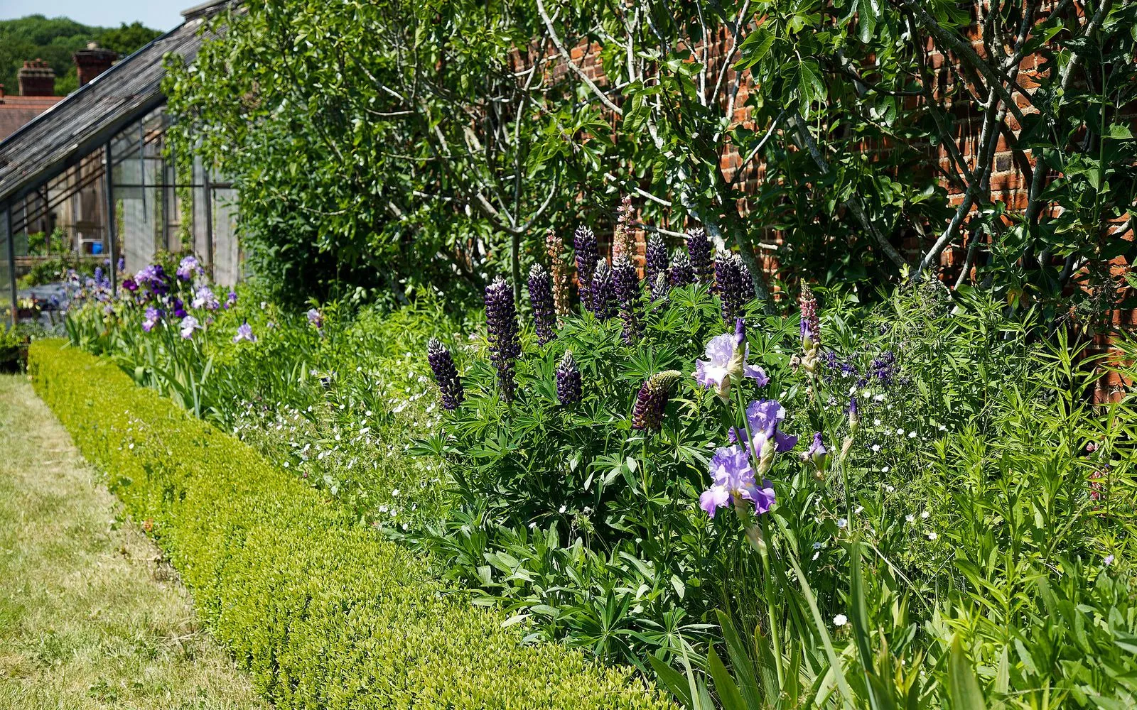 A deep mixed border of lupins, irises and grasses behind a low clipped box hedge, a greenhouse and brick wall beyond