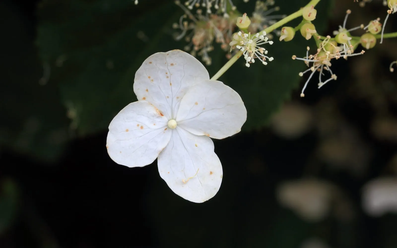 A single white sterile floret of a Hydrangea anomala lacecap flower head, with the tiny fertile flowers behind it