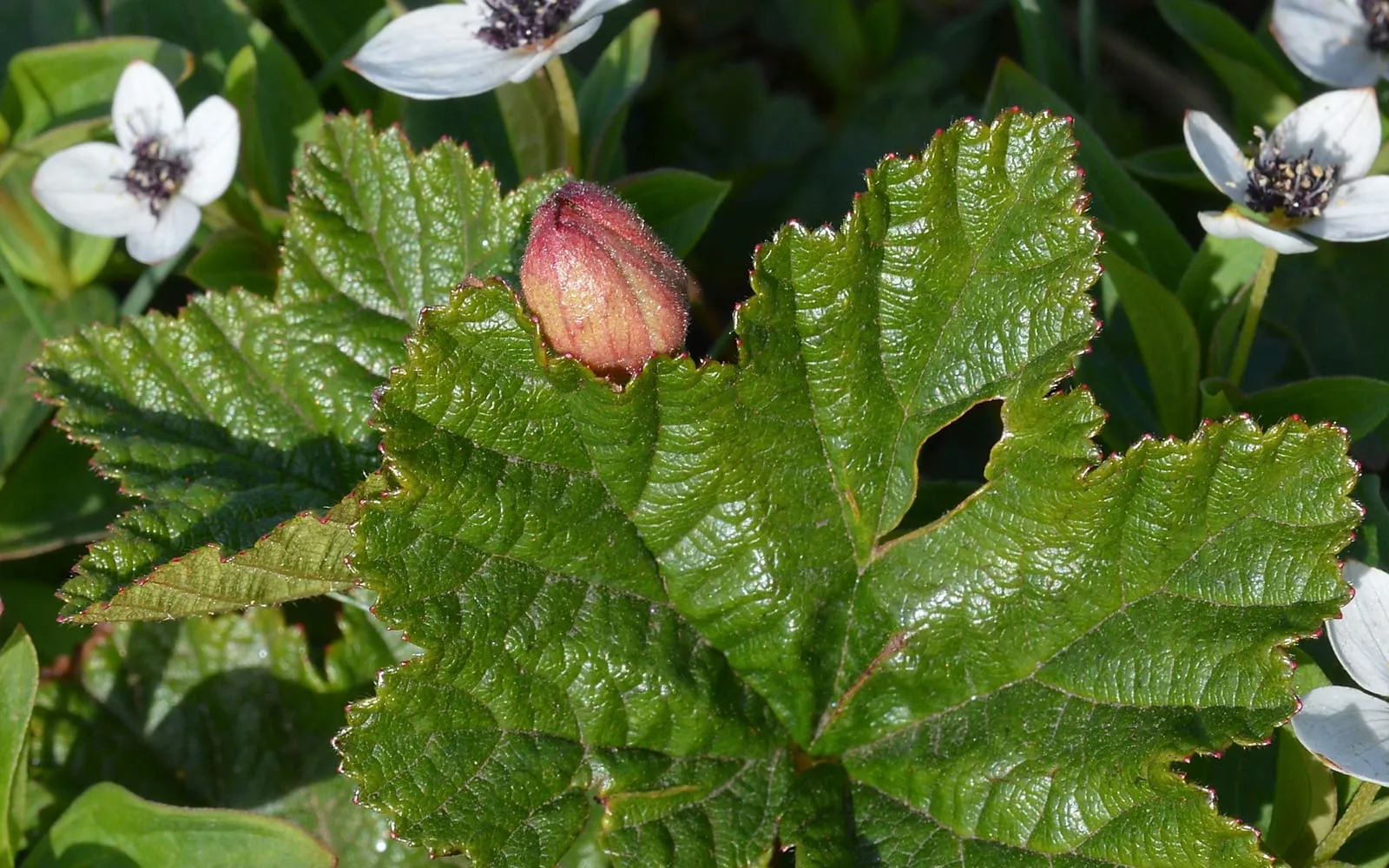 A cloudberry leaf and developing pink fruit on the bog surface