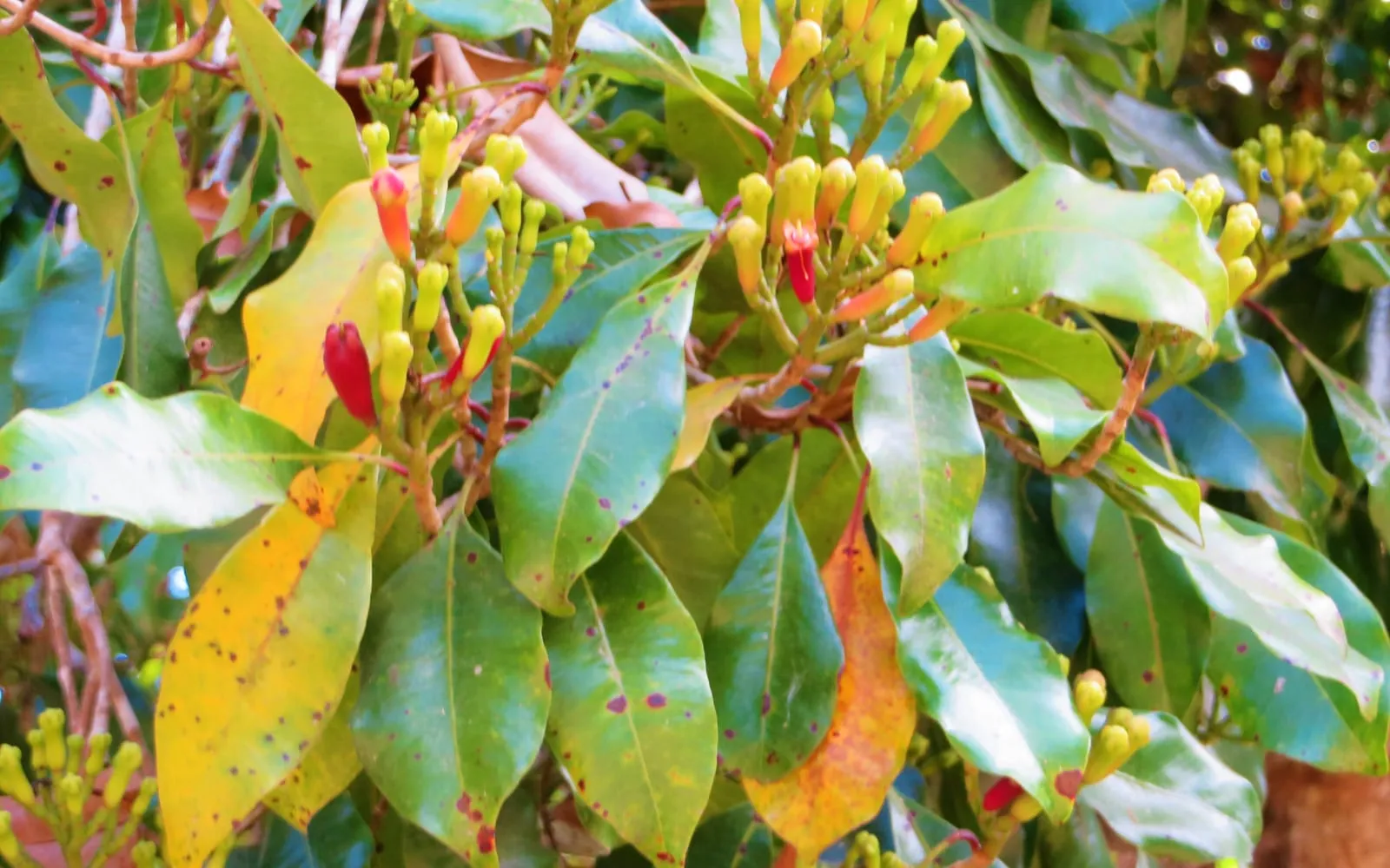 Clusters of unopened clove buds turning from green to pink-red on the branch