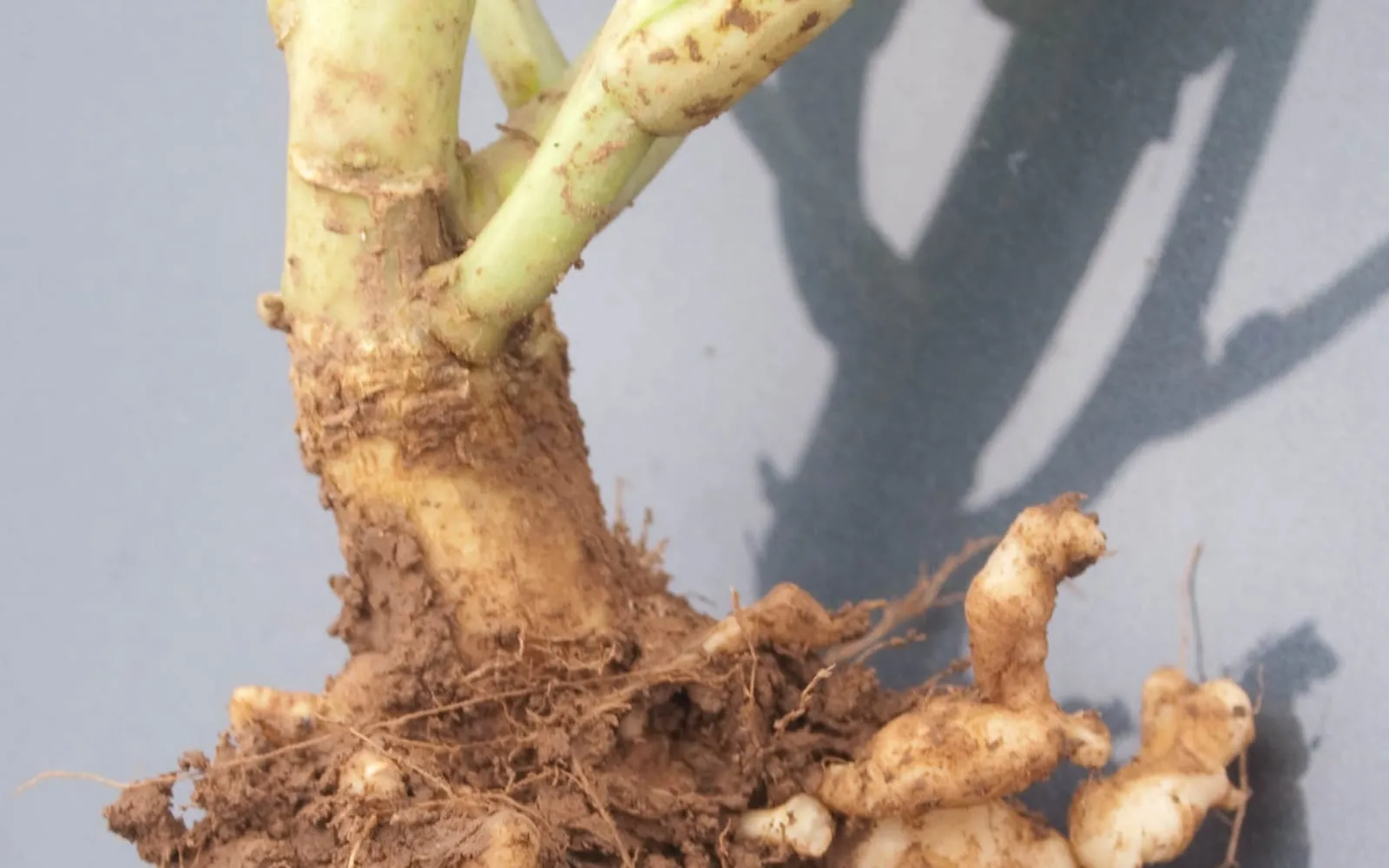 A brassica plant lifted from the soil, its stem base swollen into a thick club with knobbly white finger-like galls below