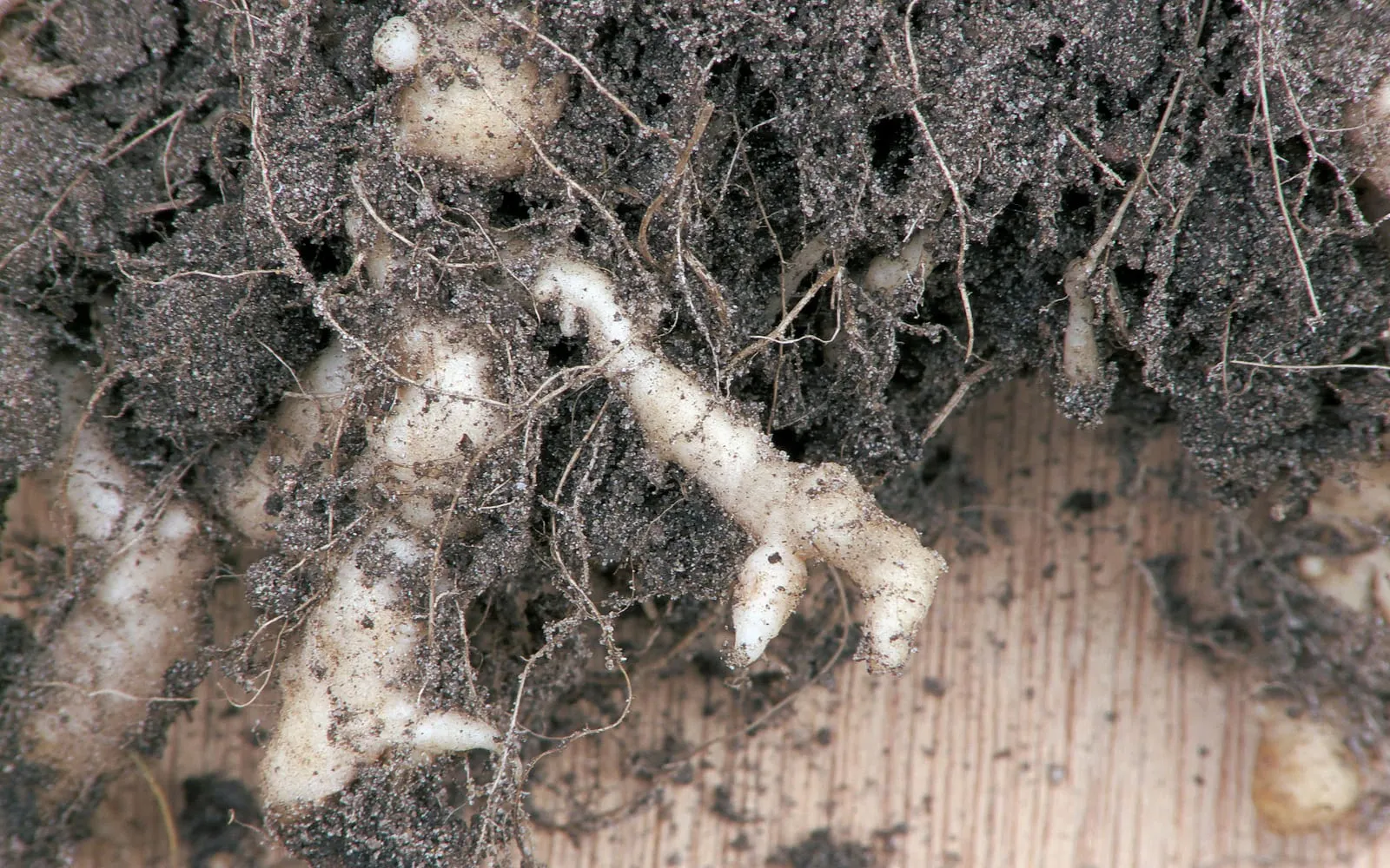 Close-up of soil-covered cauliflower roots swollen into irregular white knobs and fingers