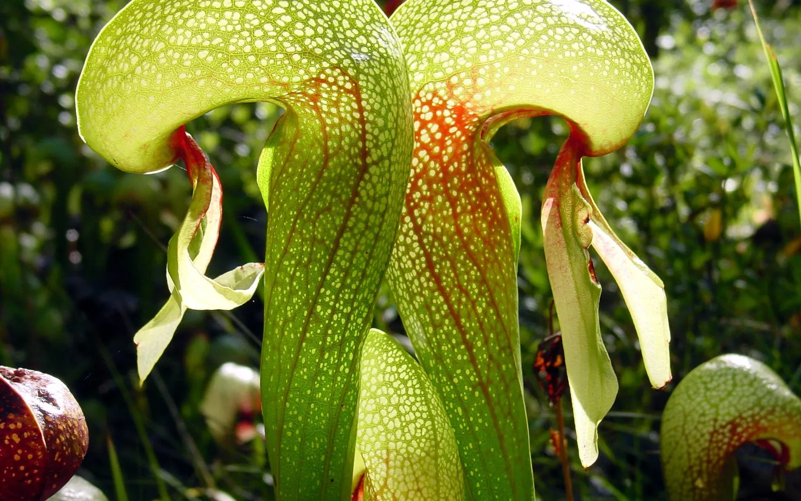 Two cobra lily pitchers with translucent-spotted, balloon-like hoods veined in red, each with a pair of hanging fishtail lobes beneath the opening