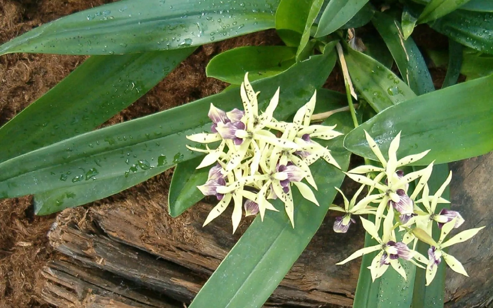 A cluster of Encyclia cochleata flowers with twisted yellow-green sepals and petals above a shell-shaped, deep maroon-purple lip, growing from leathery leaves.