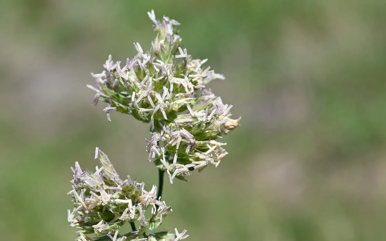 Cocksfoot's characteristic dense, one-sided tufted flower clusters on branching stems