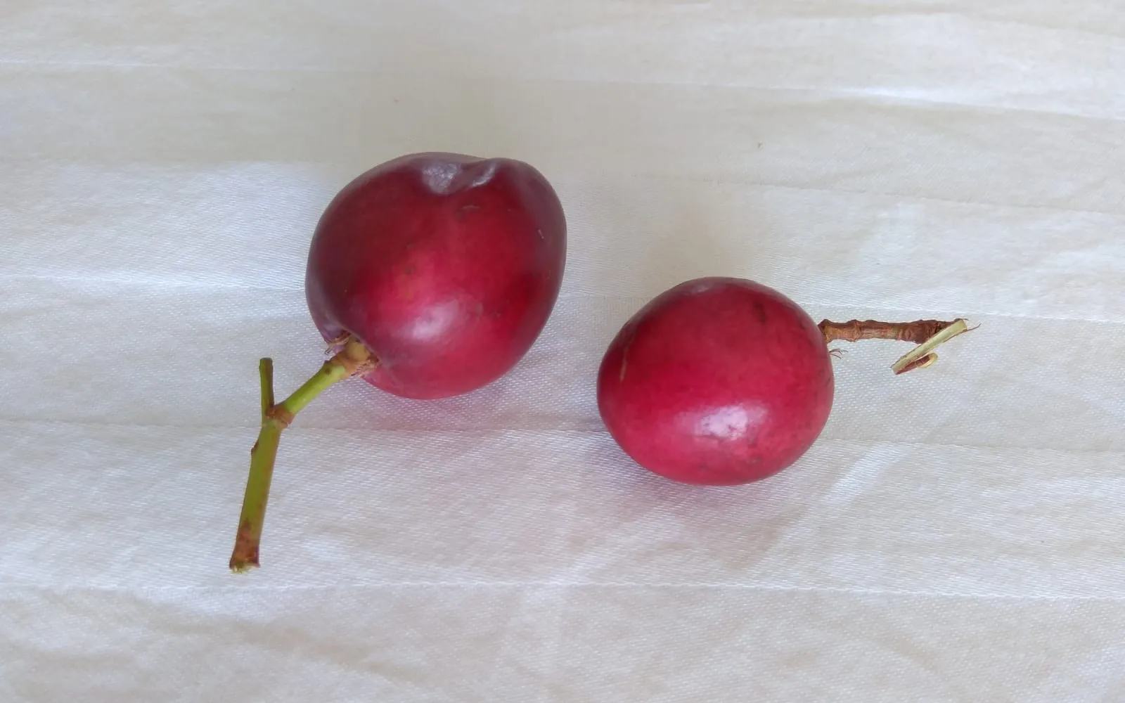 Two ripe pinkish-red coco plum fruits still attached to their stems