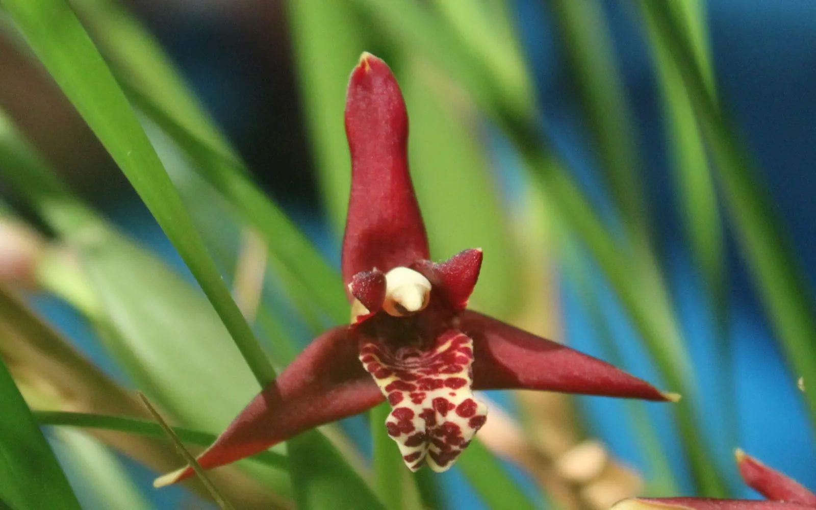 A deep maroon coconut orchid flower with narrow twisted petals, held among grass-like leaves