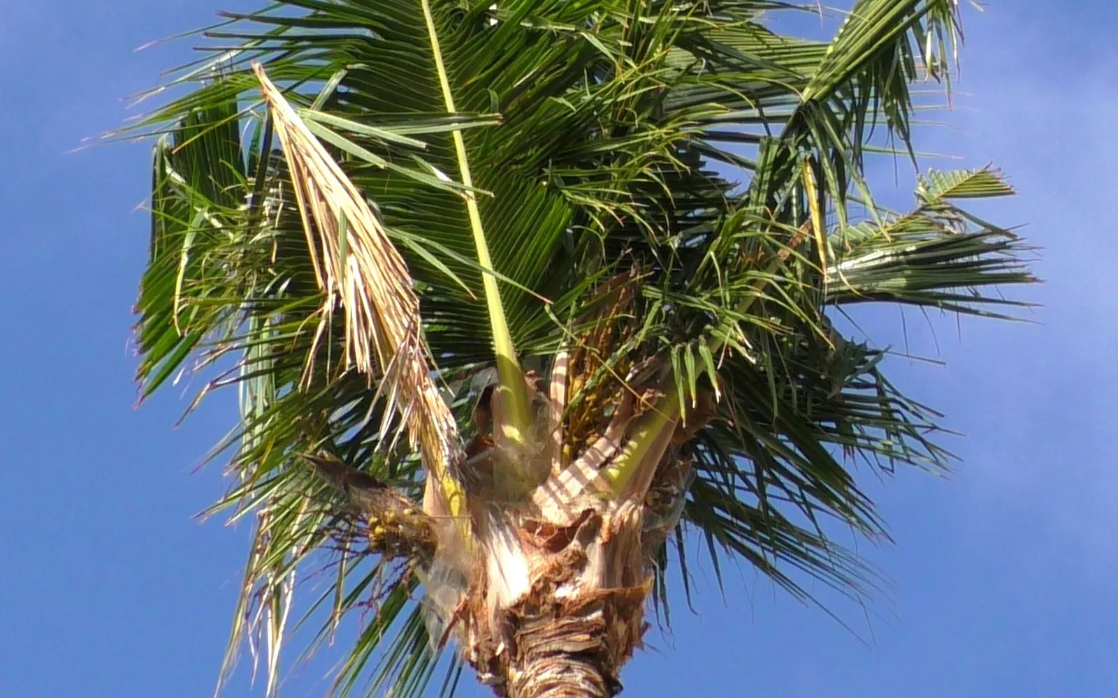 The crown of a coconut palm against a blue sky, several fronds cut through with wide V-shaped notches and wedges missing from the leaflets