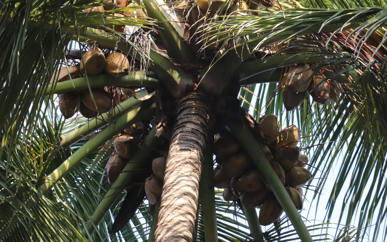 Coconuts clustered at the leaf bases, seen looking up the trunk of the palm