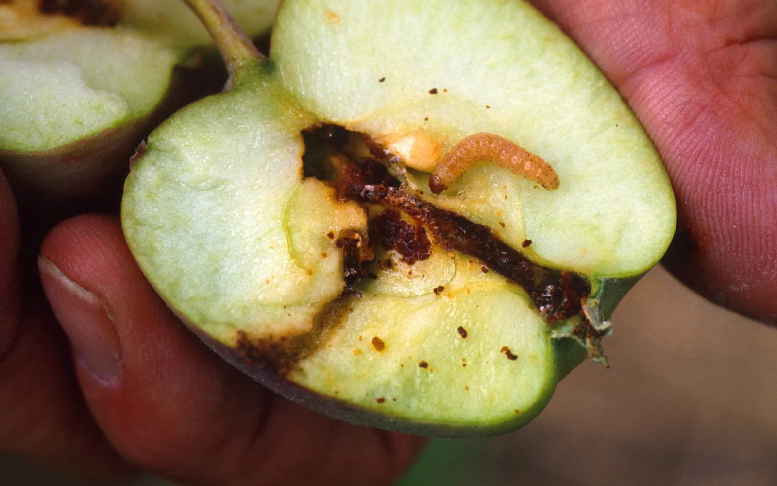 An apple cut in half and held in a hand, showing a brown tunnel packed with crumbly frass running to the core, with a pale pink caterpillar inside