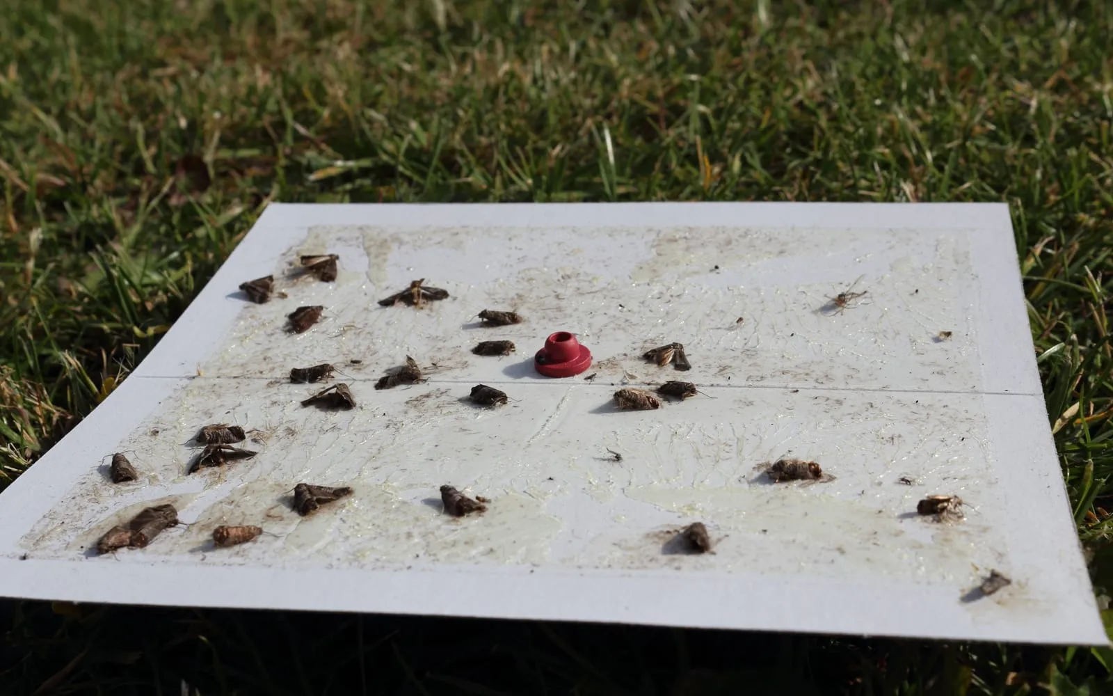 A white sticky trap base lying on grass with a red pheromone lure at its centre and around twenty small grey-brown moths stuck to the surface