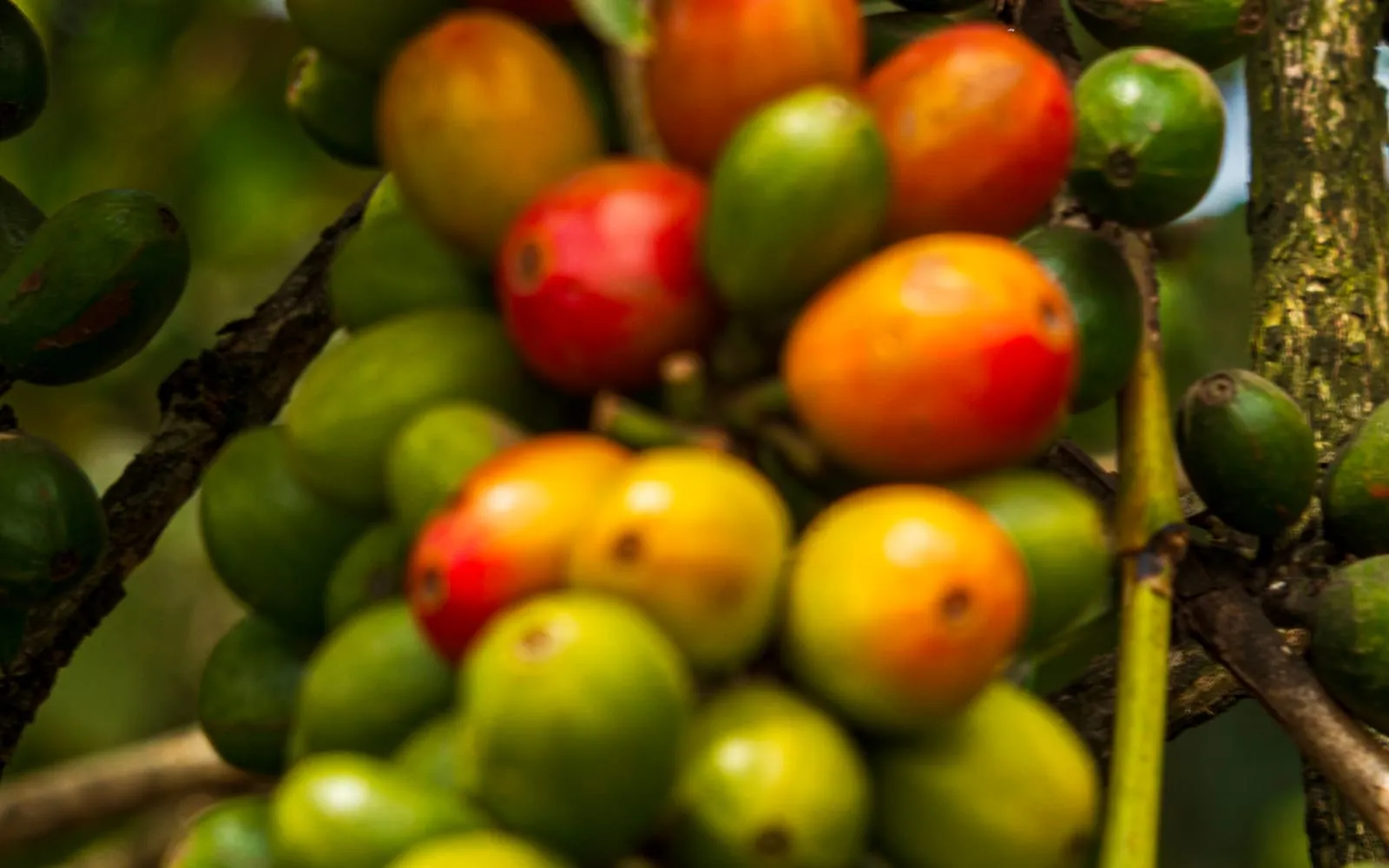 A cluster of coffee cherries ripening from green through yellow to deep red on the branch