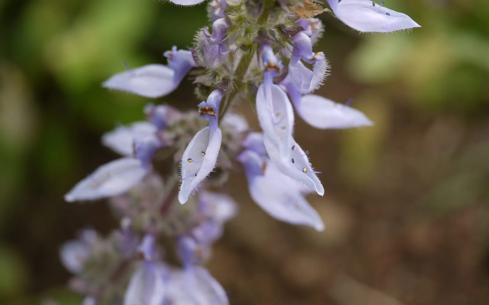 An upright spike of pale blue two-lipped flowers on Plectranthus barbatus