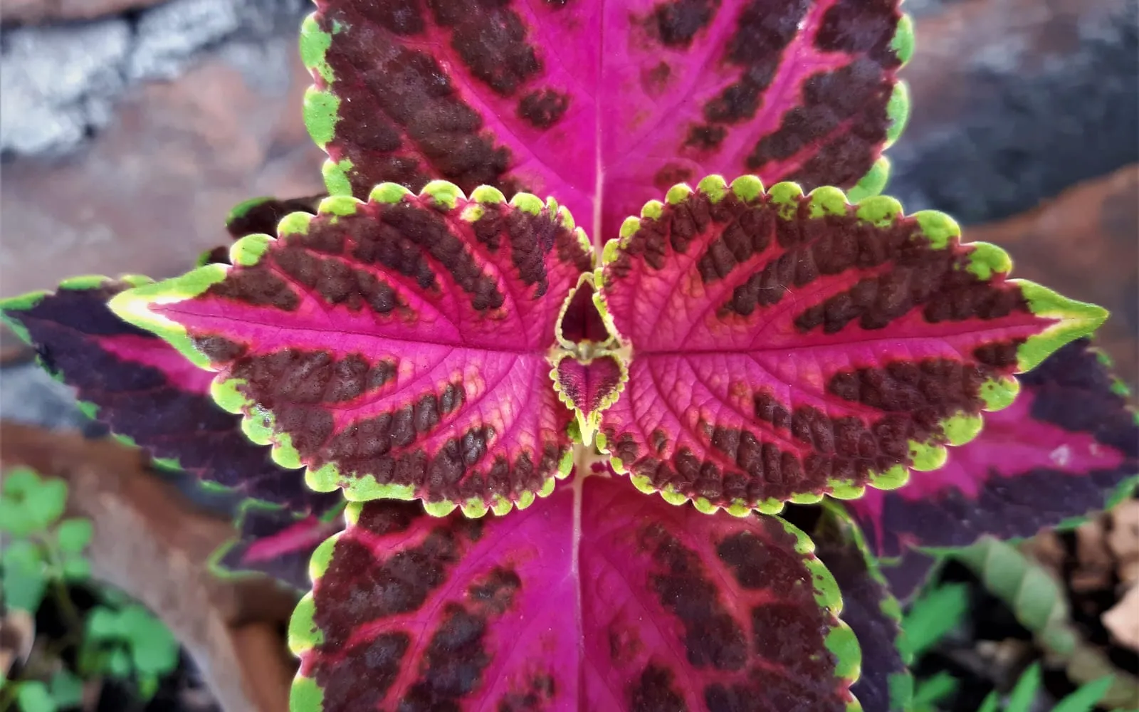 A coleus rosette of magenta and dark maroon leaves edged in bright lime green