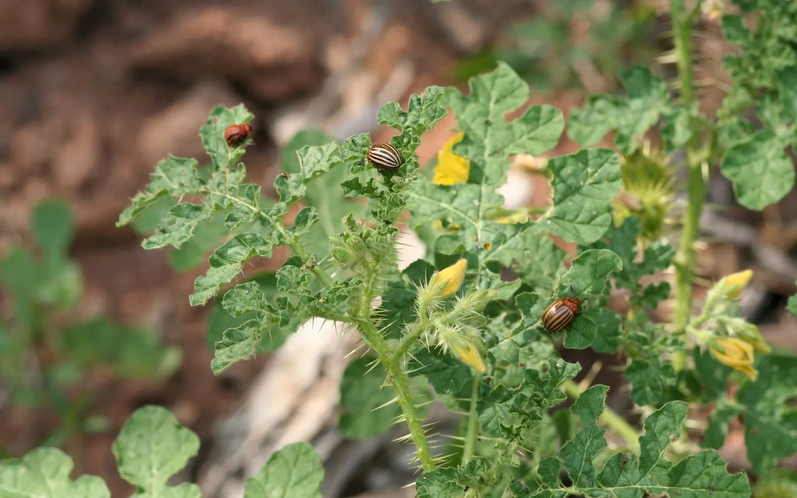 Two striped adult beetles and a plump orange larva on a leaf, the adults with black lines running the length of the wing cases