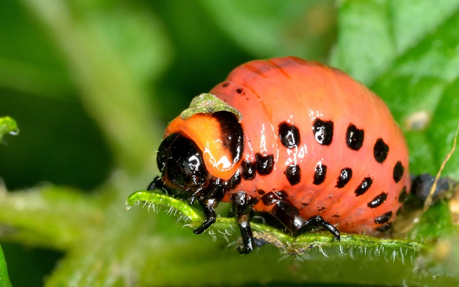 A humpbacked orange-red grub with a shiny black head and two rows of black spots along each side, gripping a green leaf stalk