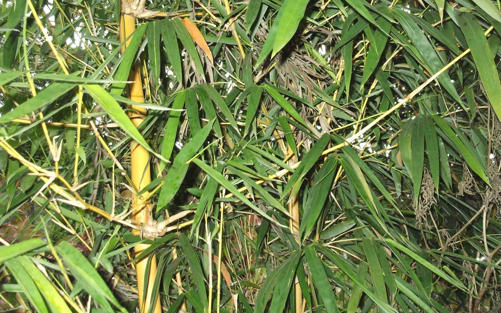 Thick golden bamboo culms with green leaf blades arching around them