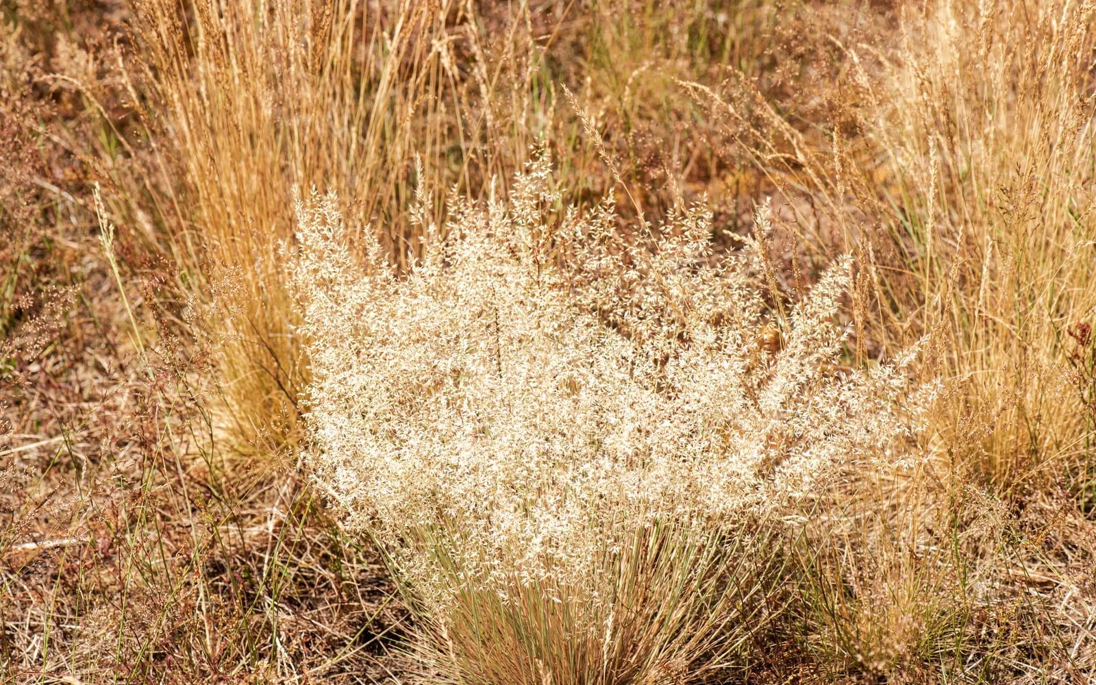 A hazy, airy panicle of common bent grass flowers catching low sunlight over a meadow