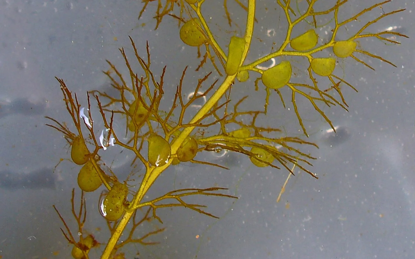 A finely divided, feathery bladderwort stem underwater, studded with small translucent oval bladder traps along its branches