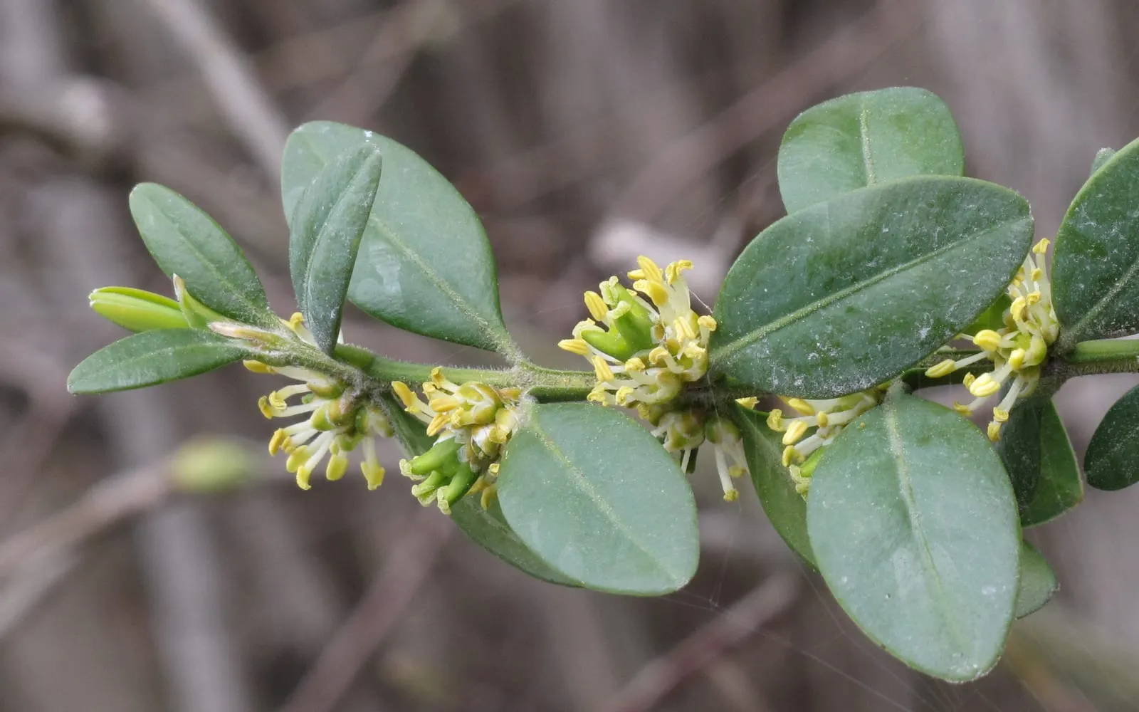 Close-up of common box, small glossy oval leaves in opposite pairs along a stem, with clusters of tiny pale yellow-green flowers in the leaf axils