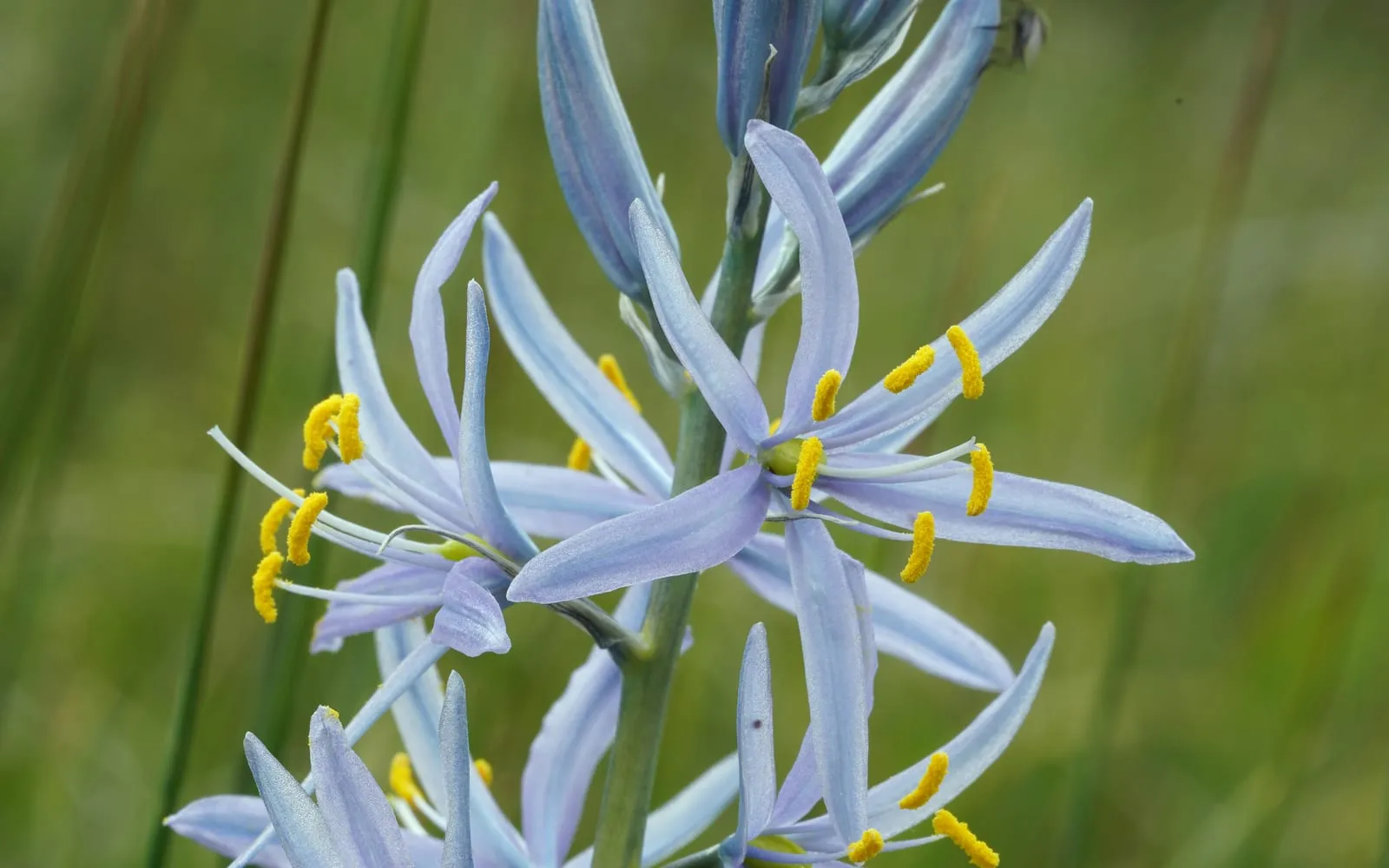 Close-up of pale blue-violet common camas flowers with six narrow tepals and prominent yellow anthers
