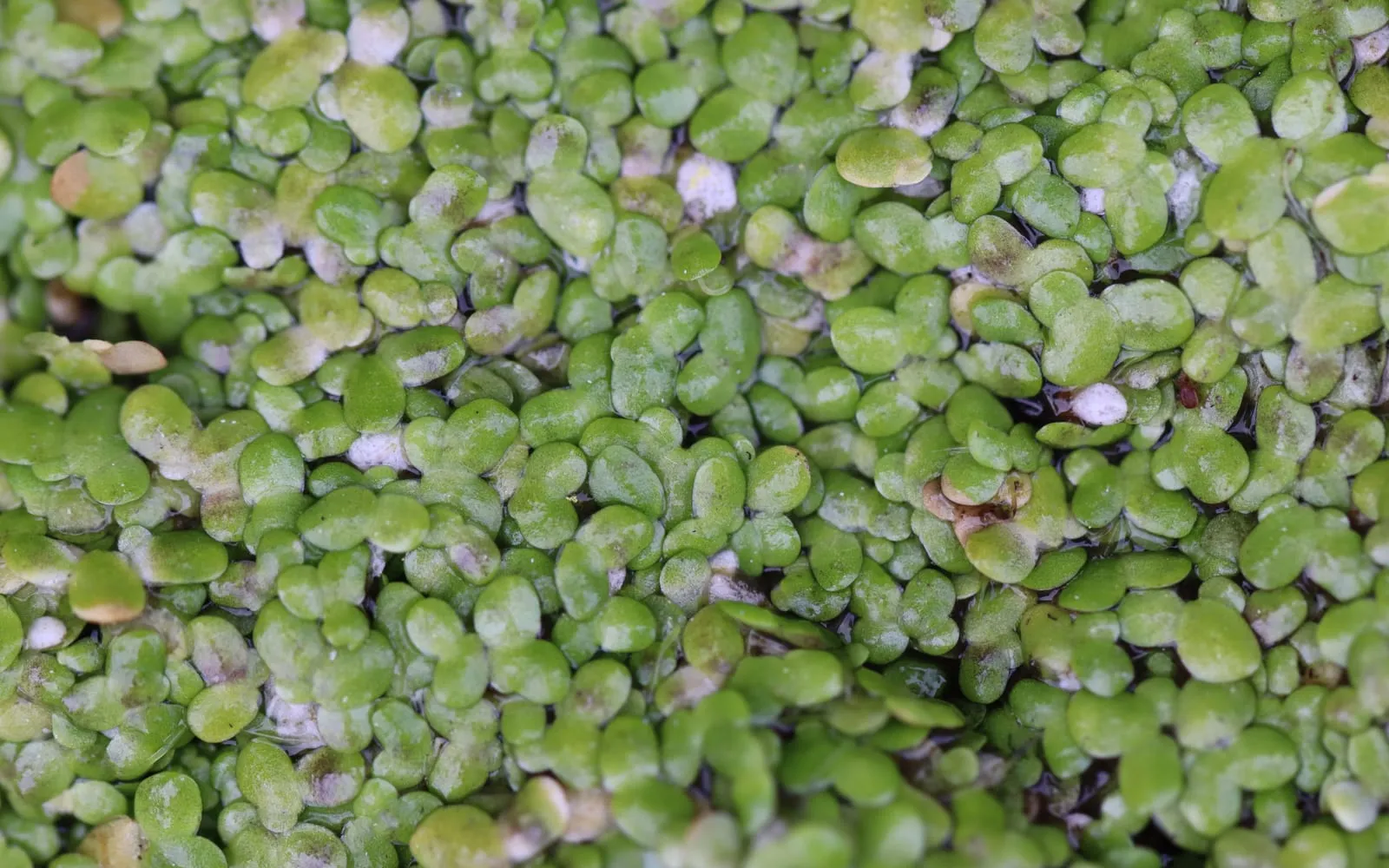 A dense mat of tiny common duckweed fronds covering the surface of still water