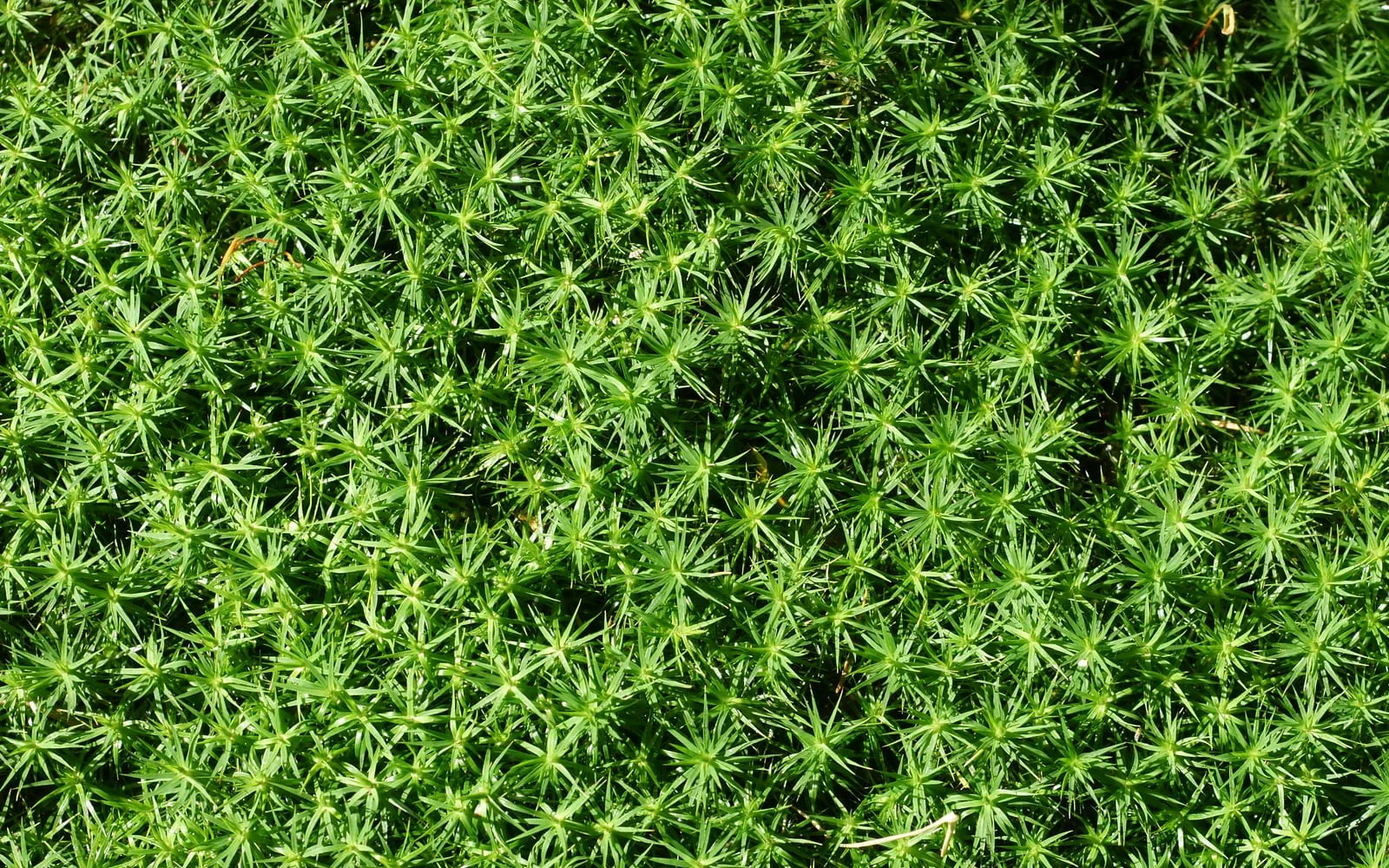 A dense mound of common haircap moss with star-shaped rosettes of narrow pointed leaves
