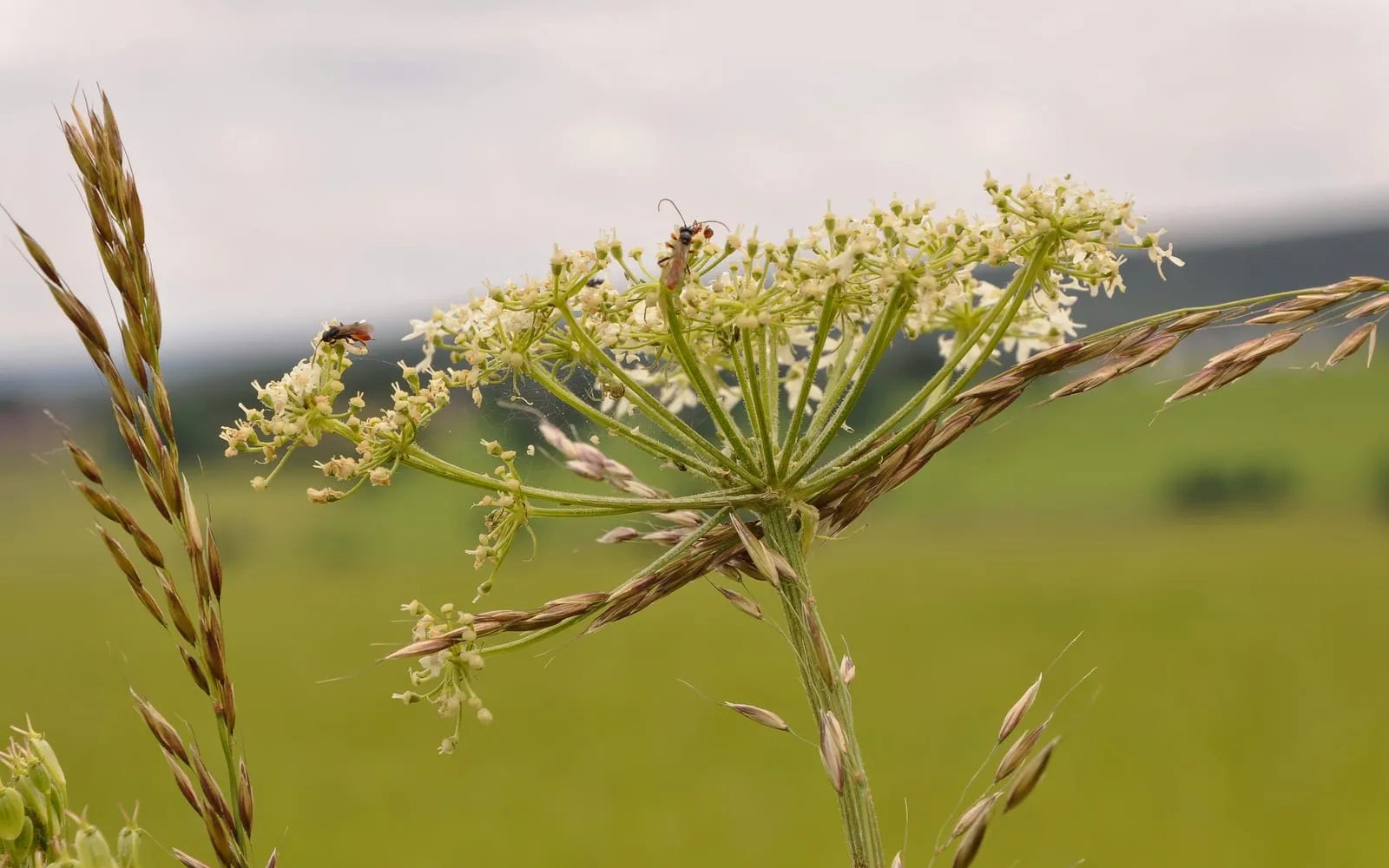 A common hogweed umbel of creamy white flowers on a thick ridged hairy stem, with insects feeding on it