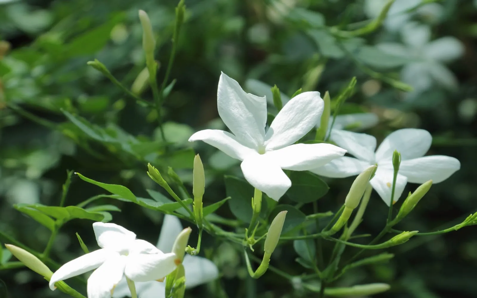 White five-lobed jasmine flowers and pink-flushed buds among fine pinnate leaves