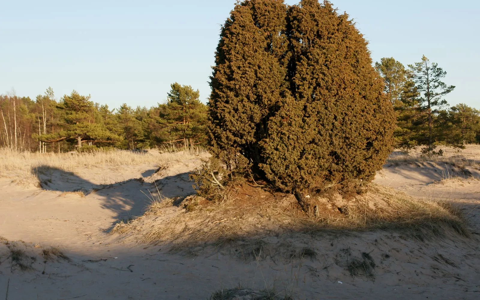 A rounded common juniper shrub growing on a coastal sand dune, with pine woodland behind it.
