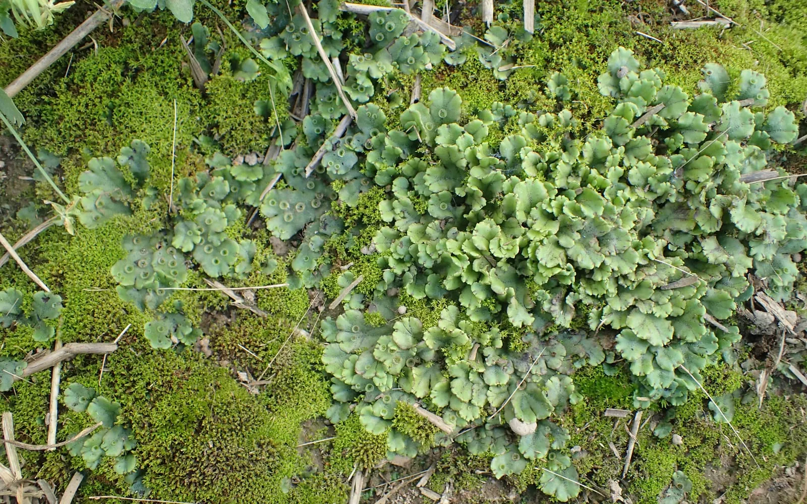 Flattened, lobed green thalli of common liverwort spreading over bare damp soil